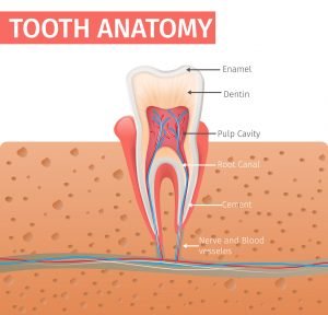 Root Canal in Kendall